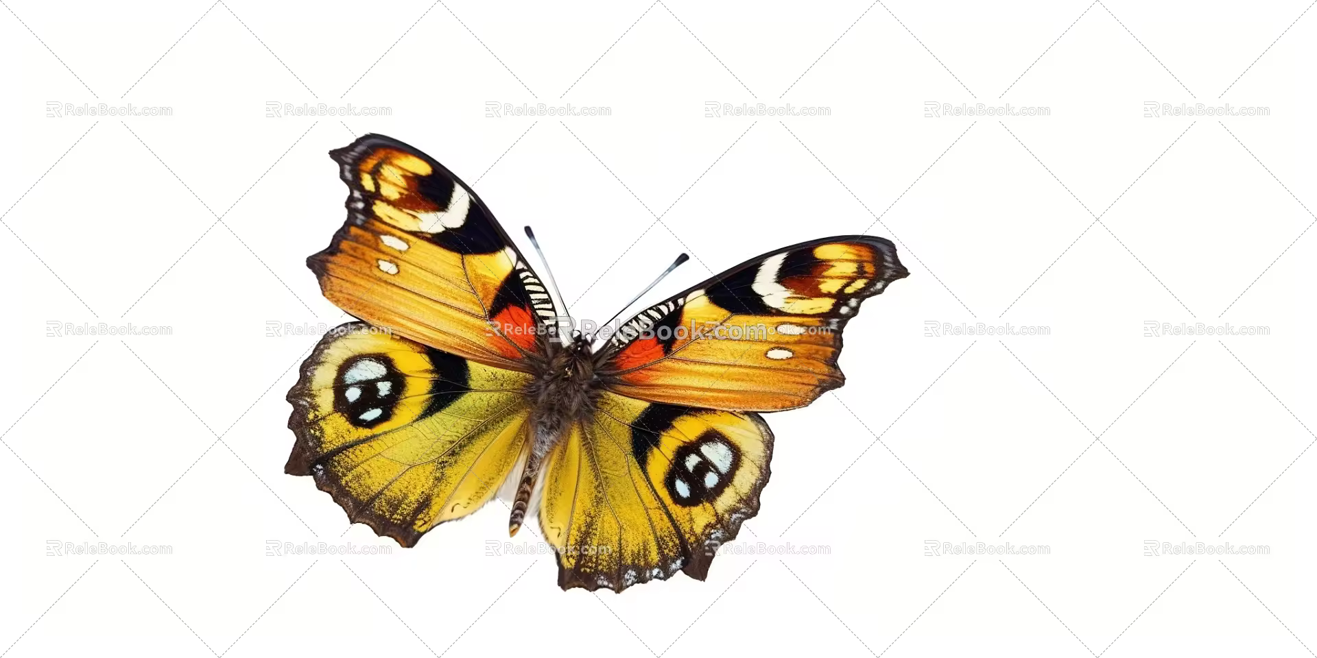Butterfly 3d model