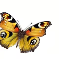 Butterfly 3d model