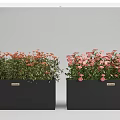 Black Rectangular Flower Planters with Colorful Pink and Orange Blooms for Outdoor Garden Decoration
