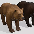 Two Brown and Black Bears Standing with Open Mouths on Gray Background 3d model