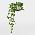 Lush Green Hanging Potted Plant With Trailing Vines And White Ceramic Pot