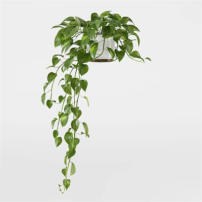 Lush Green Hanging Potted Plant With Trailing Vines And White Ceramic Pot 3d model