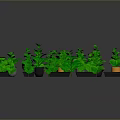 Green Potted Plants In Various Size Pots And Trays For Display Arrangement
