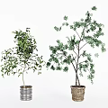 Two Decorative Bonsai Potted Plants with Green Foliage in Metal and Woven Baskets
