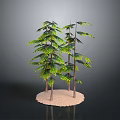 Three Lush Green Trees with Brown Trunks on Sandy Base and Dark Background