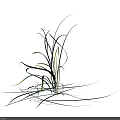 Slender Green Leaf Plant With Yellow Spike Flowers On Black Background