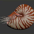 Decorative Nautilus Shell With Red And White Stripes And Tentacles On Gray Surface With Reflection 3d model