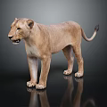 Lioness Standing With Light Brown Smooth Fur Against Dark Background And Reflection On Shiny Surface