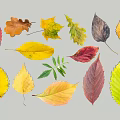 Collection of Colorful Autumn Leaf Silhouettes With Various Shapes And Natural Tones