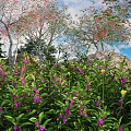 Flowering Bushes with Purple Flowers Green Leaves among Trees under Blue Sky and Distant Hills