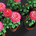 Vibrant Potted Plants With Red Dahlia Flowers Green Leaves And Brown Clay Pots