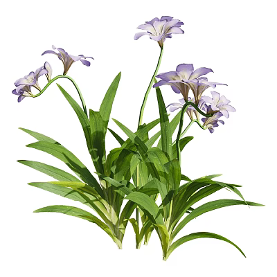 Vibrant Purple Flowers With Broad Green Leaves And Slender Stems In Fresh Bloom 3d model