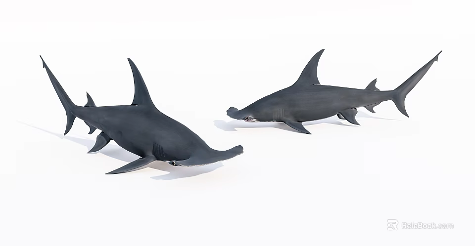 Realistic Hammerhead Shark Models With Unique Head Shape And Lifelike Features 3d model 