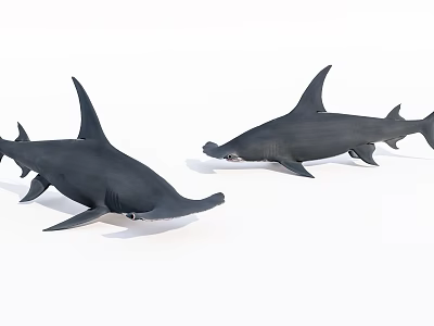 Realistic Hammerhead Shark Models With Unique Head Shape And Lifelike Features 3d model