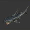 Realistic Shark Model With Sharp Teeth And Detailed Blue Skin Texture