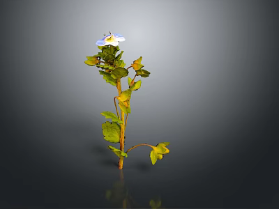 Green Leaf Plant with Yellow Accents and Blue Flower with Yellow Center 3d model