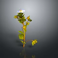 Green Leaf Plant with Yellow Accents and Blue Flower with Yellow Center