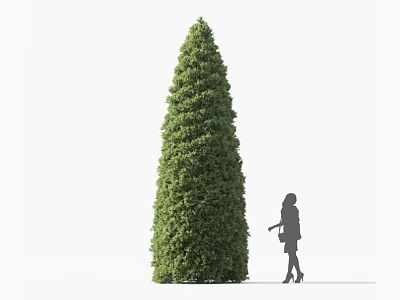 Tall Conical Green Shrub Being Pruned By Gardener With Shears Outdoors 3d model