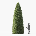 Tall Conical Green Shrub Being Pruned By Gardener With Shears Outdoors