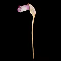 Elegant Purple and White Flower with Curved Petal and Slender Stem on Black Background