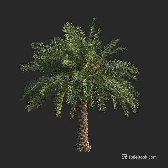 Tropical Palm Tree With Lush Green Foliage And Textured Trunk Isolated On Black Background 3d model 