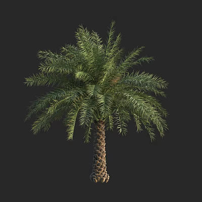 Tropical Palm Tree With Lush Green Foliage And Textured Trunk Isolated On Black Background 3d model