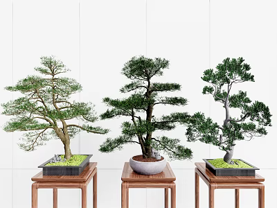 Three Elegantly Styled Bonsai Trees on Wooden Stands with White Background 3d model