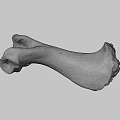Weathered Animal Bone With Greenish Patina And Natural Surface Texture