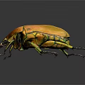 Striking Orange Beetle With Yellow Green Details And Shiny Body On Dark Background