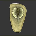 Ancient Trilobite Fossil Specimen Preserved in Stone With Detailed Exoskeleton Structure