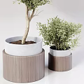Lush Green Bonsai Plants With Different Sizes And White Pots For Indoor Decor