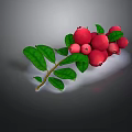 Fresh Plant Branch with Vibrant Red Berries and Lush Green Leaves