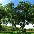 Natural Outdoor Plant Combination With Green Grass Trees And Low Shrubs