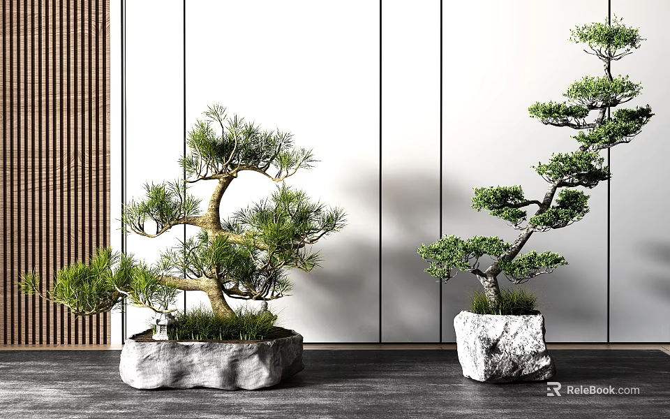 Elegant Pine Bonsai Trees In Stone Pots With Modern Indoor Wall Background 3d model