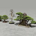 Bonsai Plants Collection With Different Miniature Tree Styles And Decorative Designs