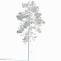 Tall Pine Tree With Straight Trunk And Green Foliage On White Background