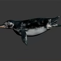 Realistic 3D Rendered Penguin With Teal And White Feathers In Swimming Pose