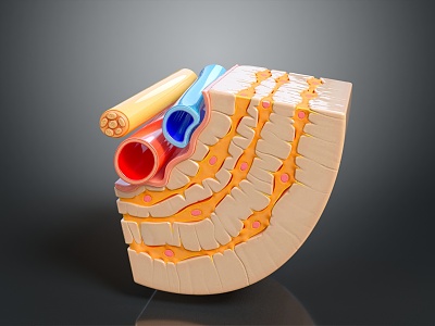 modern bone cell bone cell cut plane bone tissue 3d model