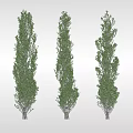 Three Tall Arbor Trees With Lush Green Foliage Standing Against Gray Backdrop