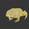 3D Rendered Reptile Toad With Detailed Skin Texture Standing On Black Background With Reflection