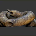 Brownish Yellow Spotted Snake Coiled With Open Mouth Red Interior On Dark Background