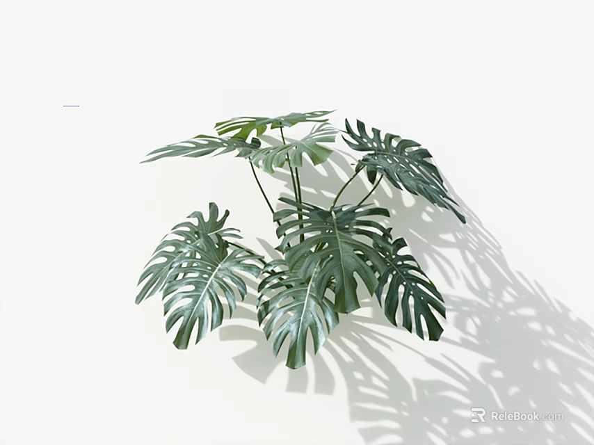 Lush Monstera Plant with Large Leaves Distinct Holes Splits on White Background Casting Beautiful Shadows 3d model 