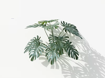 Lush Monstera Plant with Large Leaves Distinct Holes Splits on White Background Casting Beautiful Shadows 3d model