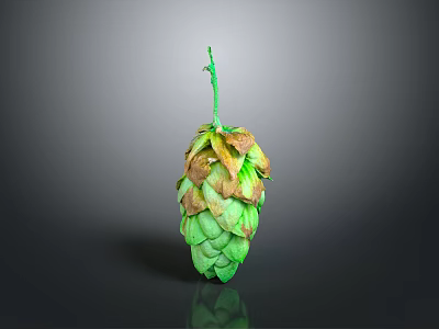 Fresh Green Hops For Home Brewing Supplies With Natural Stem And Brown Tips 3d model