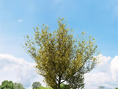 Vibrant Shrub With Lush Yellow Green Leaves Against Blue Sky And White Clouds 3d model