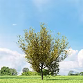 Vibrant Shrub With Lush Yellow Green Leaves Against Blue Sky And White Clouds