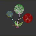 Three White Dandelion Like Flowers With Green Leaves On Dark Background And Reflection