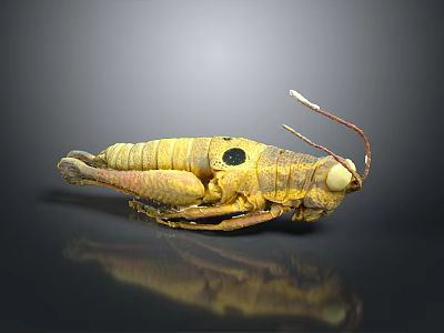 Yellow Grasshopper with Black Spots and Long Antennae on Shiny Black Surface Reflection 3d model