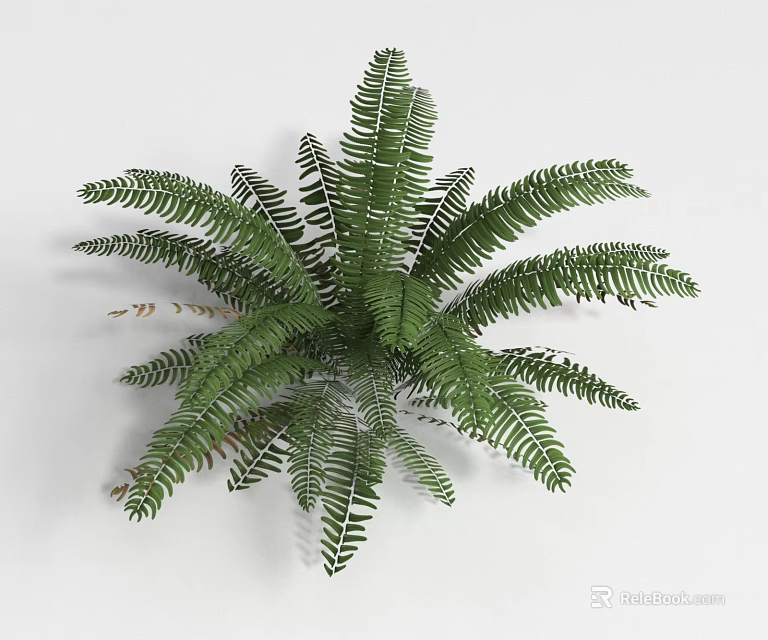 Lush Green Fern Shrub Featuring Feathery Fronds and Rounded Foliage Shape 3d model 