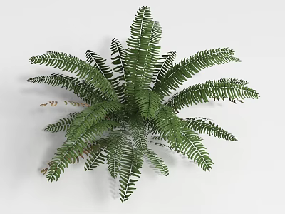 Lush Green Fern Shrub Featuring Feathery Fronds and Rounded Foliage Shape 3d model